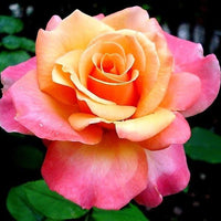 Dragon Rose Pink Yellow Flower seeds for Planting - Fragrant Blossoms, Heirloom & GMO Free Seeds for Home Garden