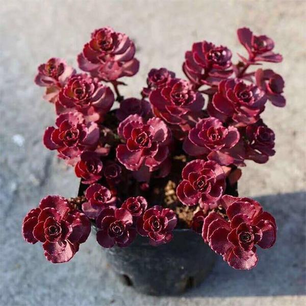 Sedum Succulent Burgundy Planting - Seeds for Hardy and Colorful Growth, Ideal for Unique