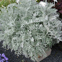 Dusty Miller Silver Dust Flower seeds for Planting - Colorful Display, Heirloom & GMO Free Seeds for Home Garden