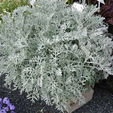 Dusty Miller Silver Dust Flower seeds for Planting - Colorful Display, Heirloom & GMO Free Seeds for Home Garden