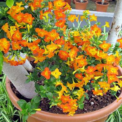 Streptosolen Flower seeds for Planting Wildflower Mix Heirloom & GMO Free Seeds for Home Garden