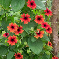 Thunbergia Alata Flower seeds for Planting Premium Quality Heirloom & GMO Free Seeds for Home Garden