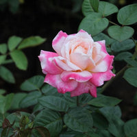 Pink White Rose Flower seeds for Planting Premium Quality Heirloom & GMO Free Seeds for Home Garden