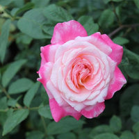 Pink White Rose Flower seeds for Planting Pollinator Friendly Heirloom & GMO Free Seeds for Home Garden
 
 Sale