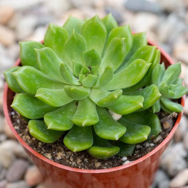Semillas De Flores Flower seeds for Planting Low Maintenance Heirloom & GMO Free Seeds for Home Garden
 
 Sale