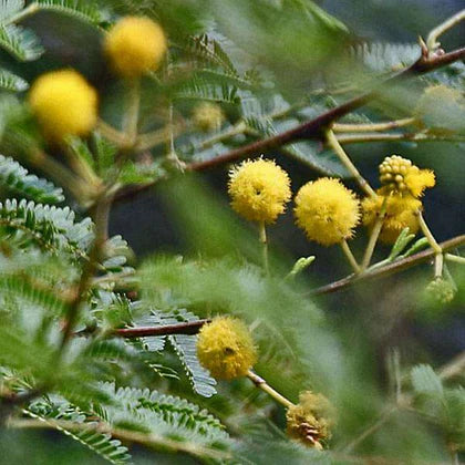 Mixed Acacia Perennial Flower Seeds for Planting Compact Growth Heirloom & GMO Free Seeds for Home Garden
 
 Sale