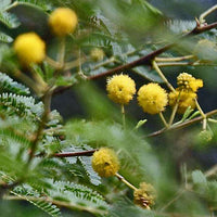 Mixed Acacia Perennial Flower Seeds for Planting Compact Growth Heirloom & GMO Free Seeds for Home Garden
 
 Sale