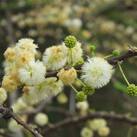 Mixed Acacia Perennial Flower Seeds for Planting Compact Growth Heirloom & GMO Free Seeds for Home Garden
 
 Sale