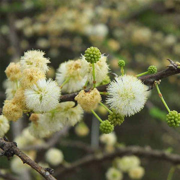 Mixed Acacia Perennial Flower Seeds for Planting Compact Growth Heirloom & GMO Free Seeds for Home Garden
 
 Sale