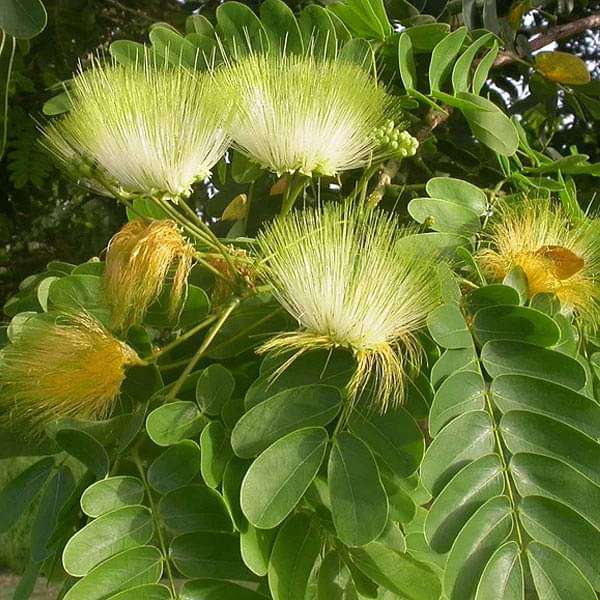Cream Albizia Flower Seeds for Planting Hardy Variety Heirloom & GMO Free Seeds for Home Garden
 
 Sale