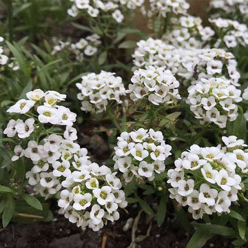 Carpet Flower seeds for Planting Colorful Display Heirloom & GMO Free Seeds for Home Garden