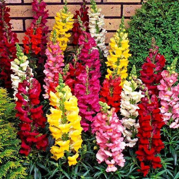 Antirrhinum Majus Flower seeds for Planting Drought Tolerant Heirloom & GMO Free Seeds for Home Garden