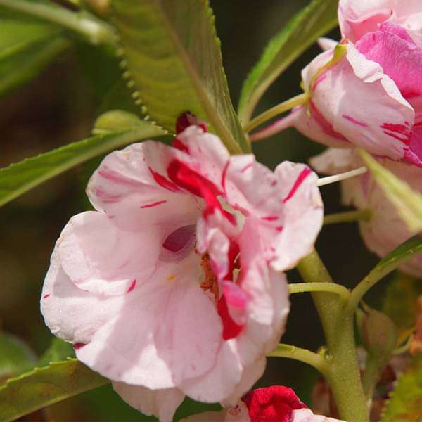 Mixed Balsam Flower seeds for Planting - Long Bloom Season, Heirloom & GMO Free Seeds for Home Garden
 
 Sale