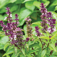 Basil Flower seeds for Planting Long Bloom Season Heirloom & GMO Free Seeds for Home Garden 
 
 Sale