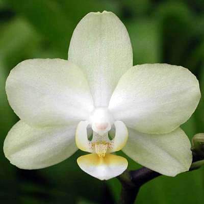 Light Green Phalaenopsis Orchid Flower Seeds for Planting Cut Flower Favorite Heirloom & GMO Free Seeds for Home Garden
 
 Sale