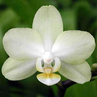 Light Green Phalaenopsis Orchid Flower Seeds for Planting Cut Flower Favorite Heirloom & GMO Free Seeds for Home Garden
 
 Sale