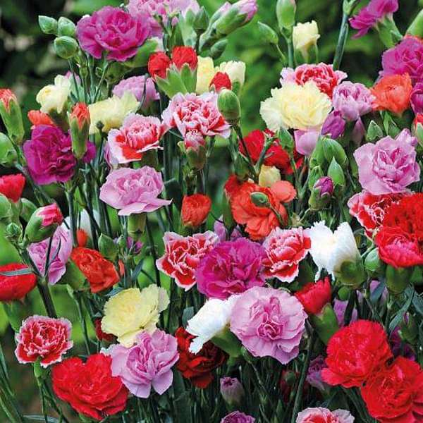 Mixed Color Carnation Flower Seeds for Fragrant, Colorful Blooms