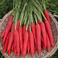 Red Carrot Vegetable Seeds for Planting