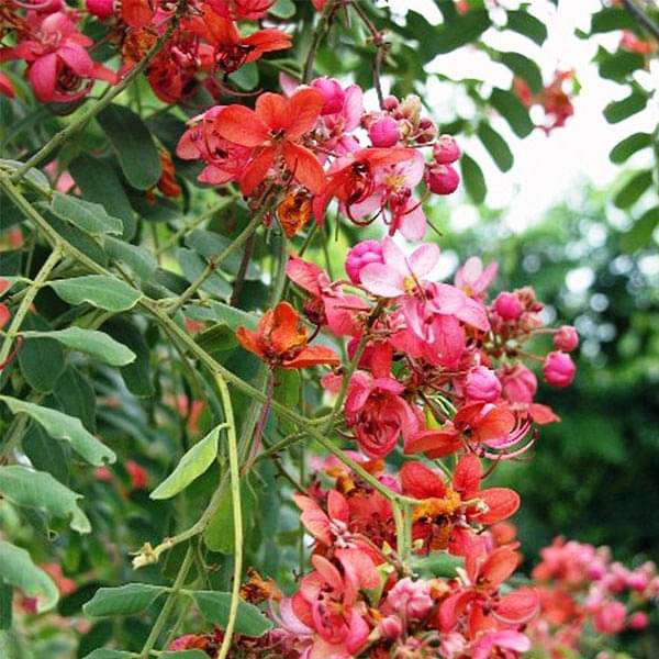 Yellow Pink Marginata Flower seeds for Planting - Easy to Grow, Heirloom & GMO Free Seeds for Home Garden