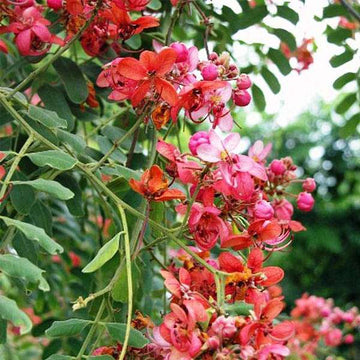 Yellow Pink Marginata Flower seeds for Planting - Easy to Grow, Heirloom & GMO Free Seeds for Home Garden