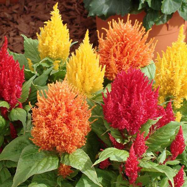 Plumed Flower seeds for Planting - Colorful Display, Heirloom & GMO Free Seeds for Home Garden
