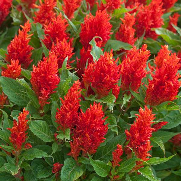 Celosia Fresh Look Orange Seeds for Planting flower bed garden