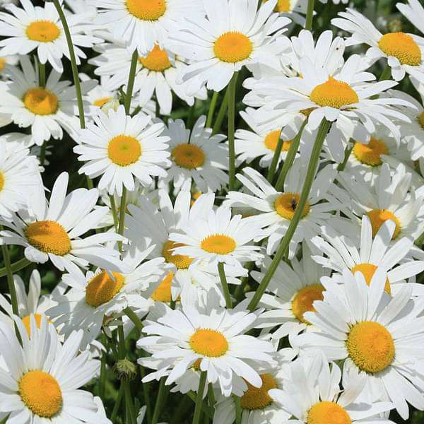 White Leucanthemum Flowers - Seeds for Flourishing Blooms