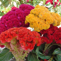 Cockscomb Seeds for Planting Celosia Cristata flower bed tropical border