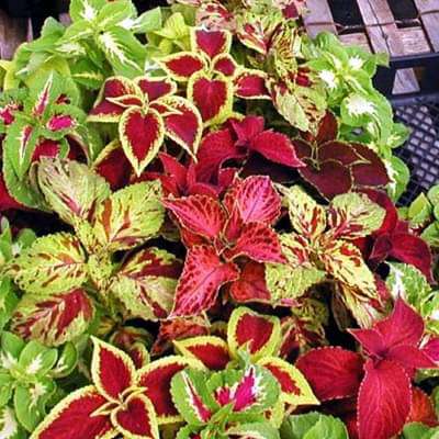 Coleus Flower seeds for Planting - Pollinator Friendly, Heirloom & GMO Free Seeds for Home Garden