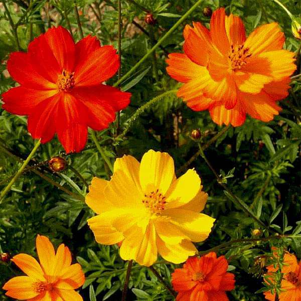 Cosmos Flower seeds for Planting - Wildflower Mix, Heirloom & GMO Free Seeds for Home Garden