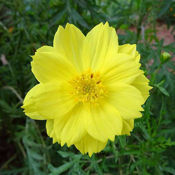 Cosmos Yellow Sunshine Seeds for Planting flower bed