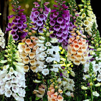 Bronze & White Foxglove Digitalis Seeds for Elegant Flowers