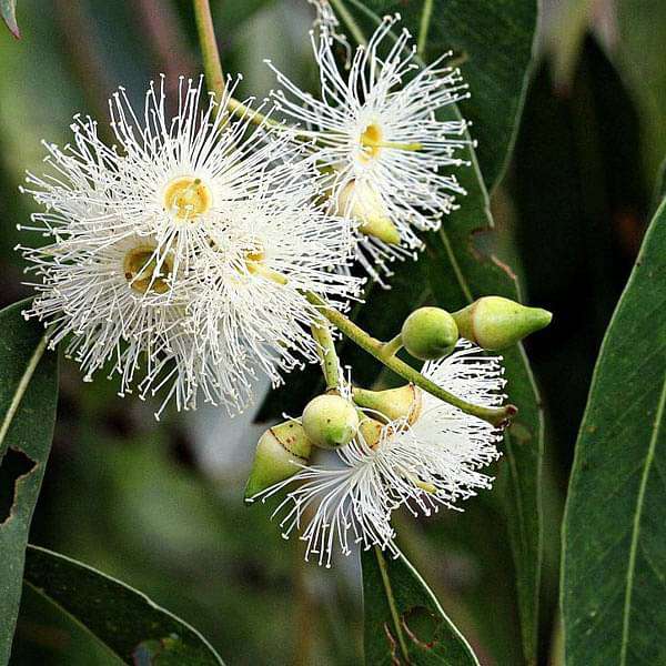 Mixed Eucalyptus Flower seeds for Planting - Vibrant Colors, Heirloom & GMO Free Seeds for Home Garden
