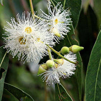 Mixed Eucalyptus Flower seeds for Planting - Vibrant Colors, Heirloom & GMO Free Seeds for Home Garden