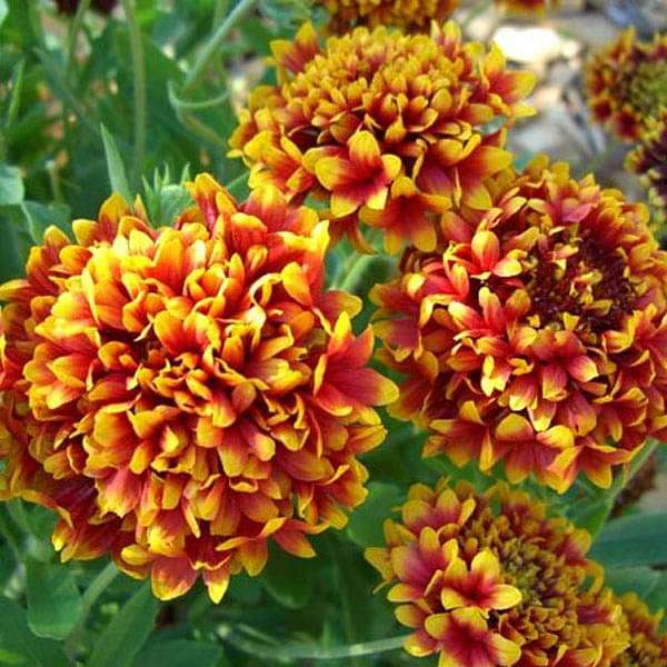 Mixed Gaillardia Lorenziana Flower seeds for Planting - Long Bloom Season, Heirloom & GMO Free Seeds for Home Garden