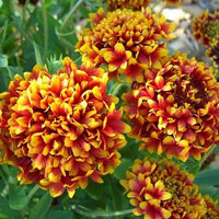 Mixed Gaillardia Lorenziana Flower seeds for Planting - Long Bloom Season, Heirloom & GMO Free Seeds for Home Garden