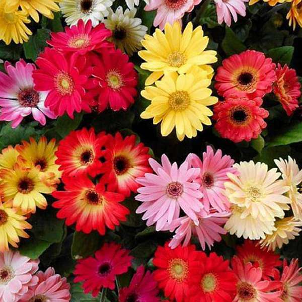 Mix Gerbera Flower seeds for Planting - Wildflower Mix, Heirloom & GMO Free Seeds for Home Garden