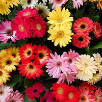 Mix Gerbera Flower seeds for Planting - Wildflower Mix, Heirloom & GMO Free Seeds for Home Garden