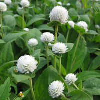 Gomphrena Flower seeds for Planting Fragrant Blossoms Heirloom & GMO Free Seeds for Home Garden 
 
 Sale