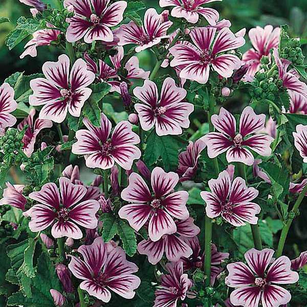 Malva Flower seeds for Planting - Seasonal Bloomer, Heirloom & GMO Free Seeds for Home Garden