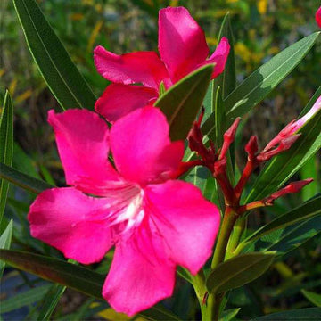 Heirloom Nerium Flower seeds for Planting Vibrant Colors Heirloom & GMO Free Seeds for Home Garden