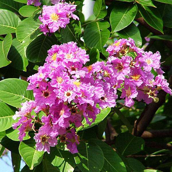 Lagerstroemia Flower seeds for Planting Premium Quality Heirloom & GMO Free Seeds for Home Garden 
 
 Sale