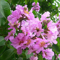 Lagerstroemia Flower seeds for Planting Shade Tolerant Heirloom & GMO Free Seeds for Home Garden