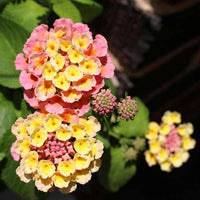 Pink Yellow Lantana Flower seeds for Planting - Wildflower Mix, Heirloom & GMO Free Seeds for Home Garden