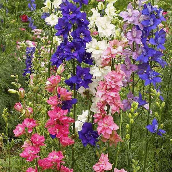 Larkspur Flower seeds for Planting - Garden Favorite, Heirloom & GMO Free Seeds for Home Garden