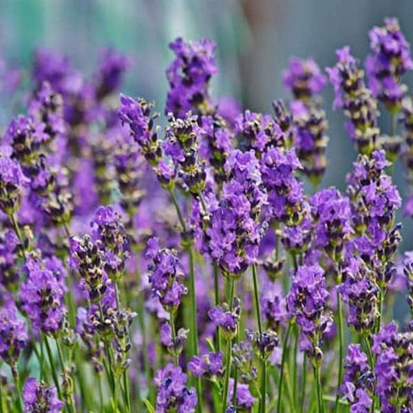 Lavender Flower seeds for Planting - Premium Quality, Heirloom & GMO Free Seeds for Home Garden