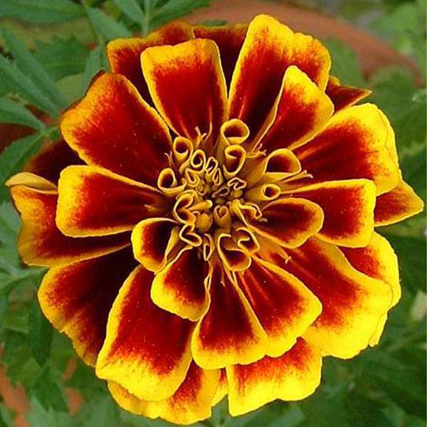 Mixed Marigold Flower seeds for Planting Wildflower Mix Heirloom & GMO Free Seeds for Home Garden
 
 Sale