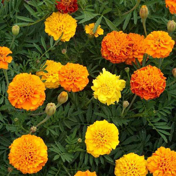 Marigold Tagetes Flower Seeds