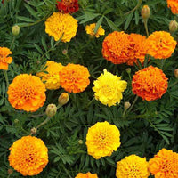 Marigold Tagetes Flower Seeds