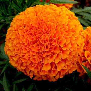 Orange Marigold Flower seeds for Planting Fragrant Blossoms Heirloom & GMO Free Seeds for Home Garden 
 
 Sale